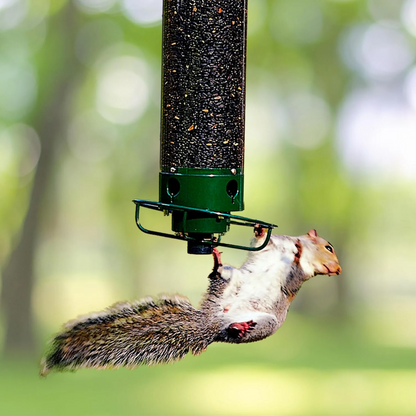 Bird Feeder | Squirrel-Proof Hanging Seed Feeder Outdoor